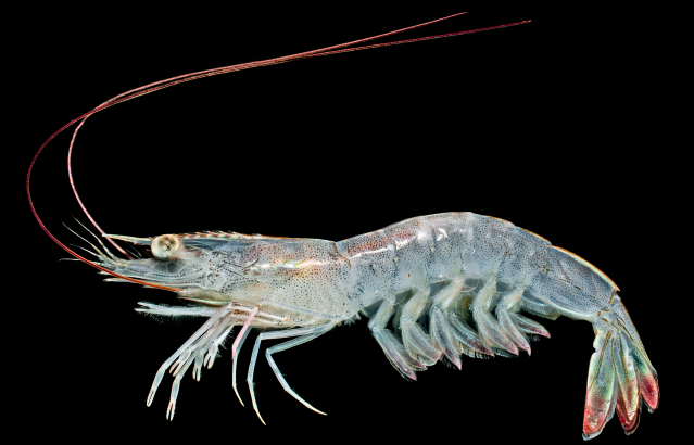 Shrimps, Crabs, and Lobsters of the Northern Gulf of Mexico – Gulf