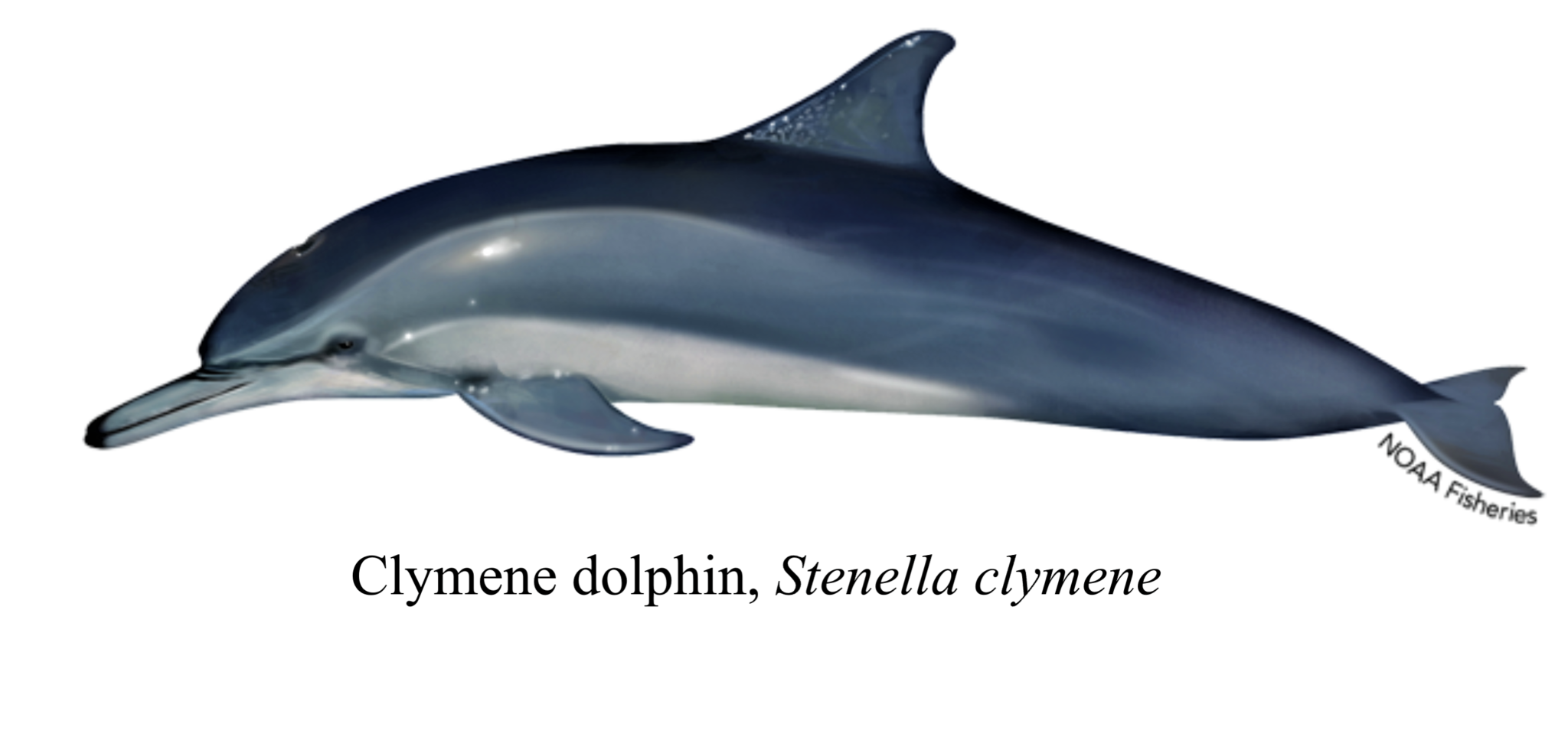 Atlantic spotted Dolphin Stenella frontalis