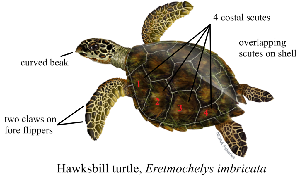 Sea Turtle Identification – Gulf of Mexico Citizen Science Initiative