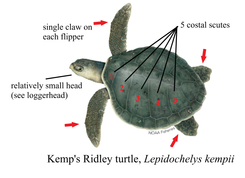 Sea Turtle Identification – Gulf of Mexico Citizen Science Initiative