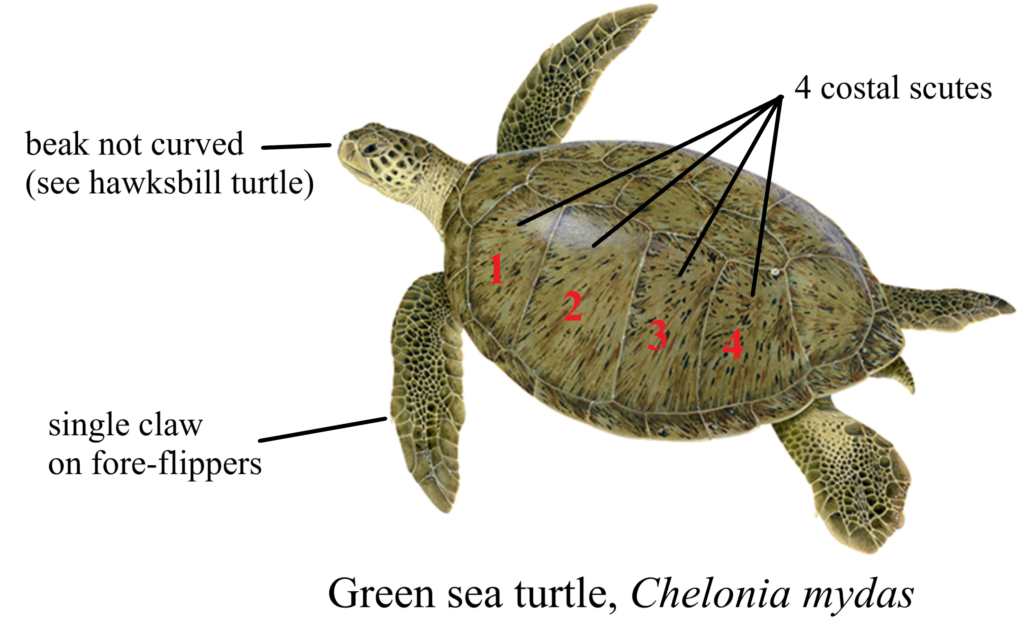 Sea Turtle Identification – Gulf of Mexico Citizen Science Initiative