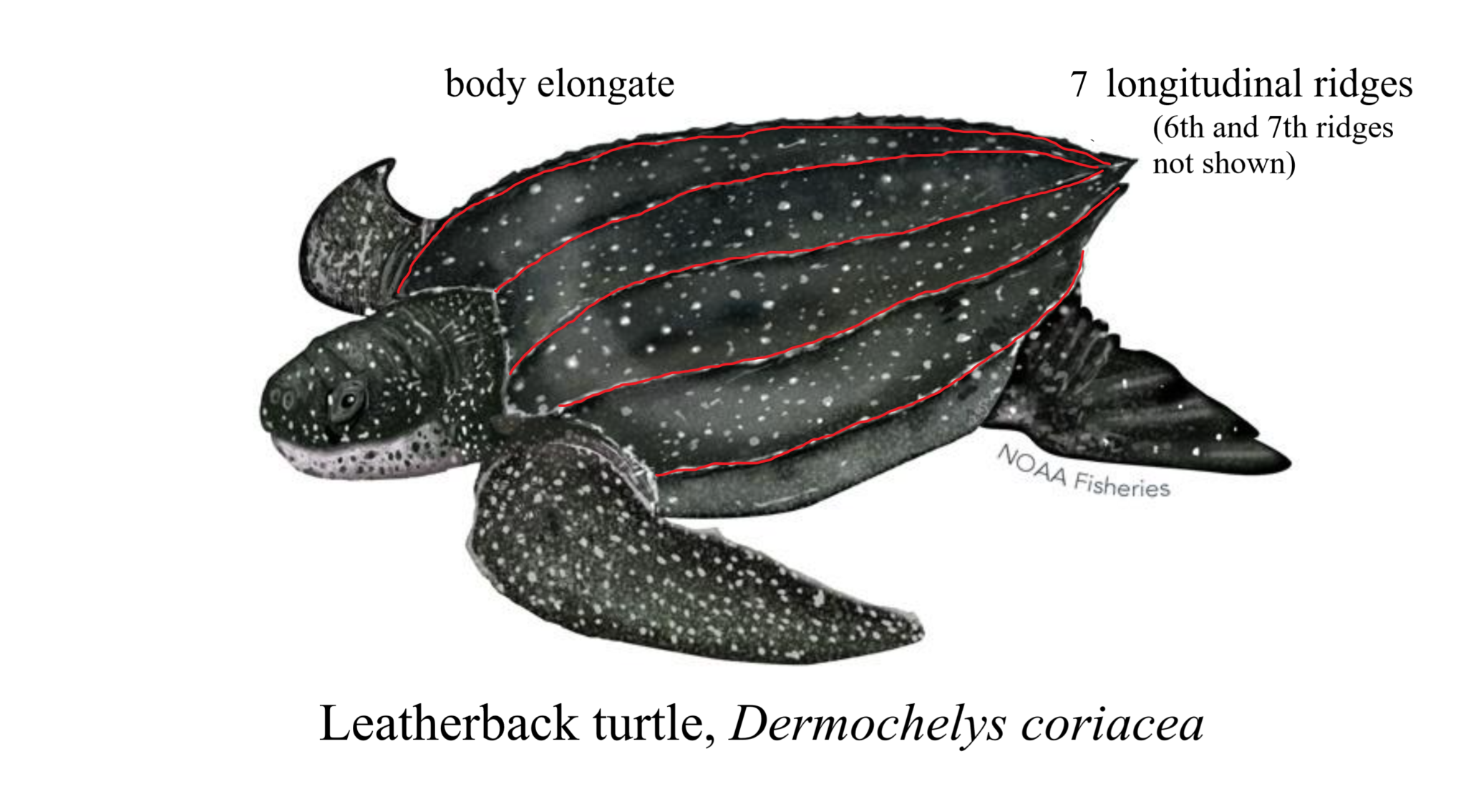 Sea Turtle Identification – Gulf of Mexico Citizen Science Initiative