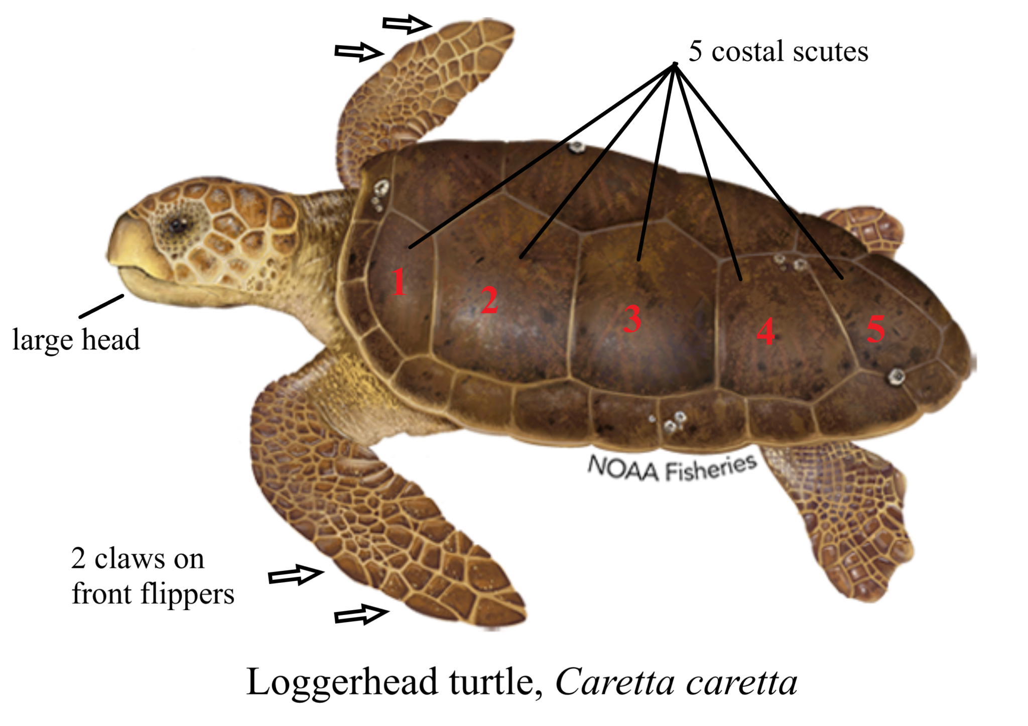 Sea Turtle Identification – Gulf of Mexico Citizen Science Initiative