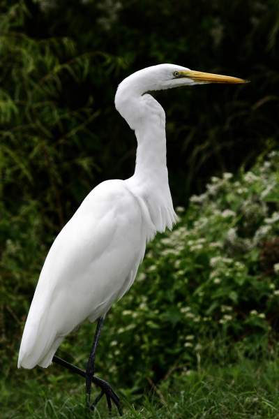 Common Birds of the Northern Gulf of Mexico – Gulf of Mexico Citizen ...