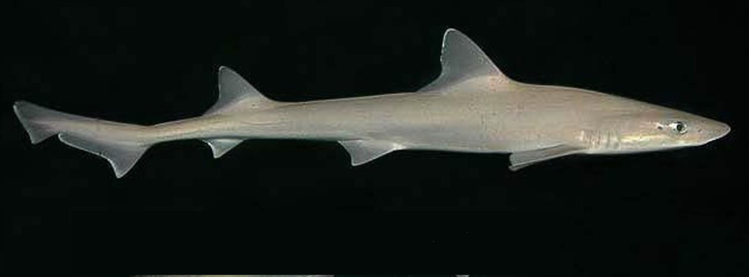 Sharks, Skates, and Rays Found in the Gulf of Mexico – Gulf of Mexico ...